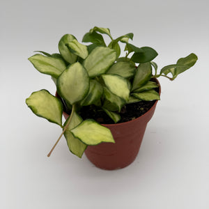 Variegated Hoya Heuschkeliana