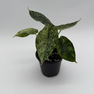 Variegated Alocasia Baginda Dragon Scale Mint