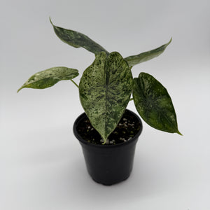 Variegated Alocasia Baginda Dragon Scale Mint