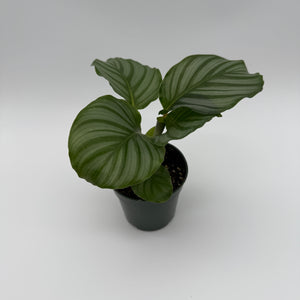 Calathea Orbifolia