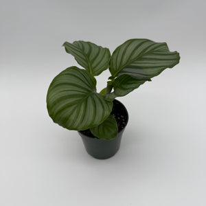 Calathea Orbifolia
