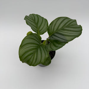 Calathea Orbifolia