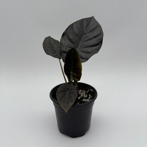 Alocasia Infernalis Kaput
