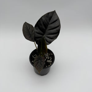 Alocasia Infernalis Kaput