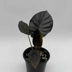 Alocasia Infernalis Kaput