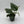 Scindapsus Moonlight