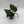 Scindapsus Moonlight