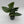 Scindapsus Moonlight