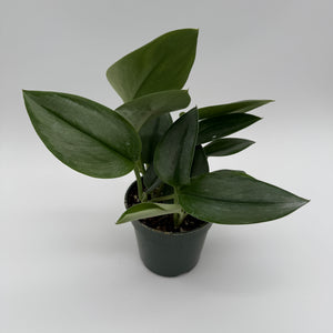 Scindapsus Moonlight