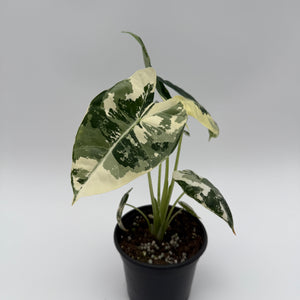 Variegated Alocasia Frydek