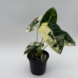 Variegated Alocasia Frydek