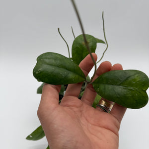 Hoya Deykeae