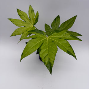 Variegated Fatsia Japonica Camoflouge