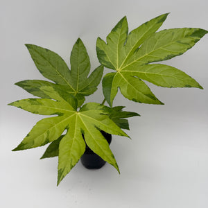 Variegated Fatsia Japonica Camoflouge