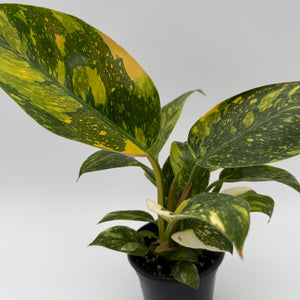 Variegated Philodendron Green Congo Nuclear