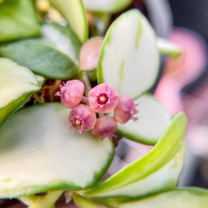 Variegated Hoya Heuschkeliana