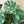 Large Monstera Thai Constellation