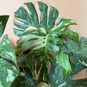 Large Monstera Thai Constellation
