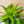 Dracaena Limelight