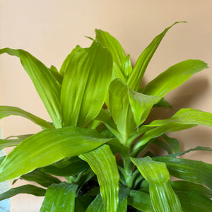 Dracaena Limelight