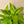 Dracaena Limelight