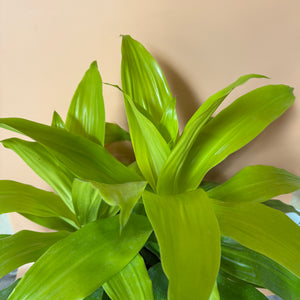 Dracaena Limelight