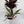 Low Light Combination Planter - Cordyline, Dracaena & Tradescantia