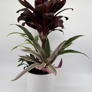 Low Light Combination Planter - Cordyline, Dracaena & Tradescantia