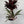 Low Light Combination Planter - Cordyline, Dracaena & Tradescantia
