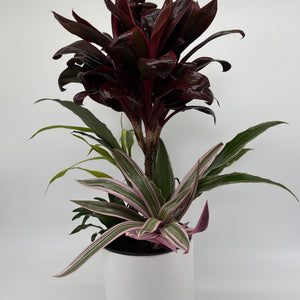 Low Light Combination Planter - Cordyline, Dracaena & Tradescantia