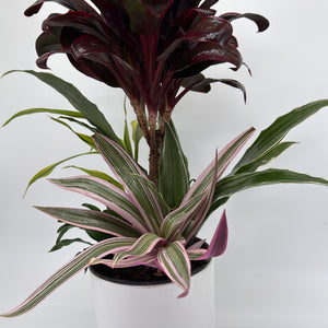 Low Light Combination Planter - Cordyline, Dracaena & Tradescantia