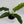 Philodendron Jungle Boogie