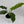 Philodendron Jungle Boogie