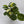 Variegated Maranta