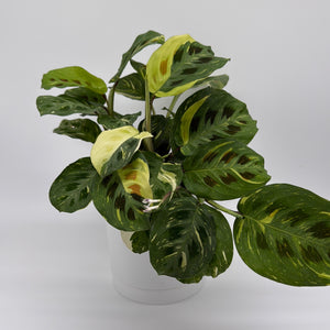 Variegated Maranta