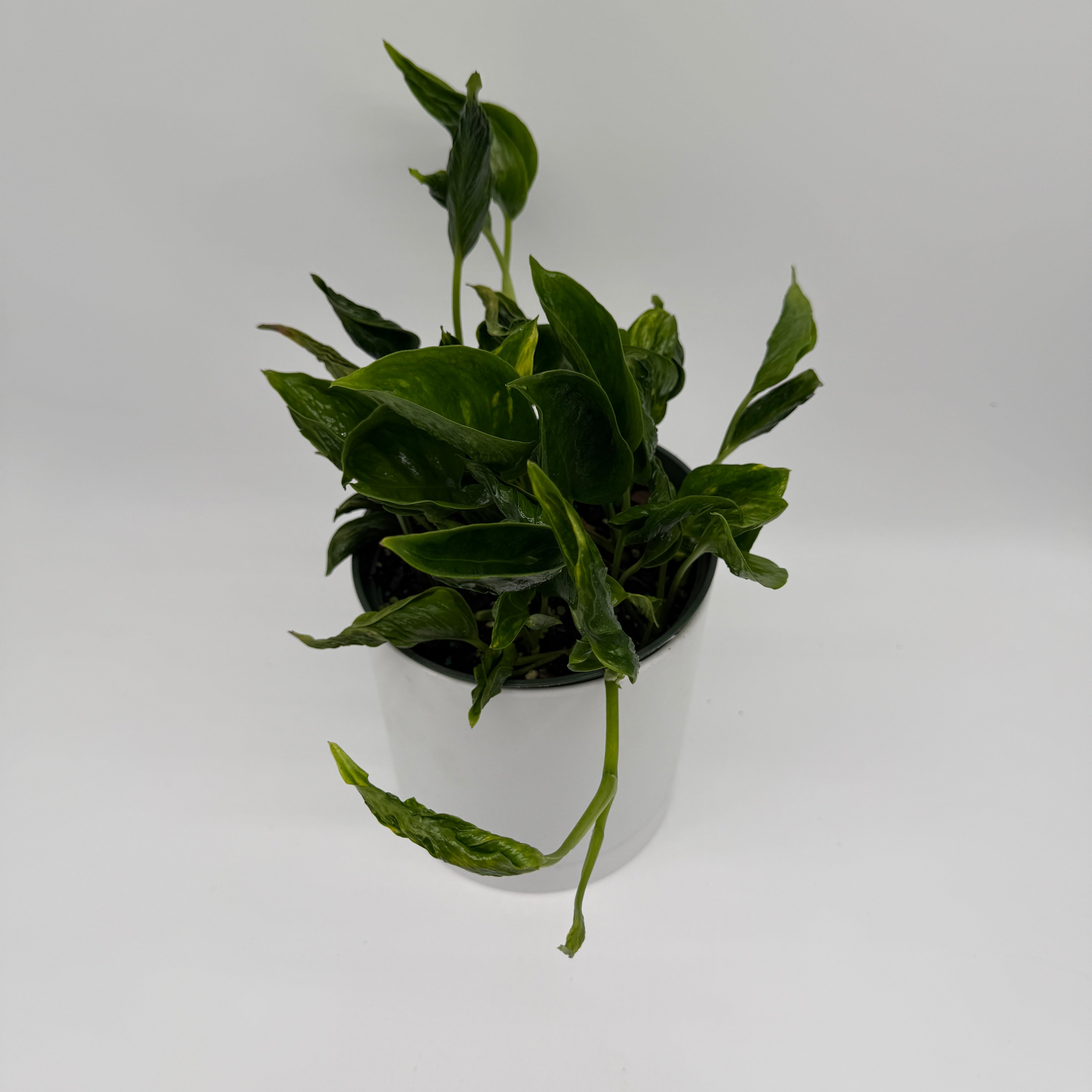 pothos shangri Runo Plants | Easy Care & Beginner Plants