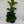 Large Ficus Fiddle Leaf Fig