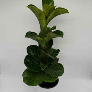 Large Ficus Fiddle Leaf Fig