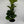 Large Ficus Fiddle Leaf Fig