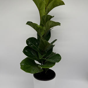 Large Ficus Fiddle Leaf Fig