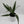 Dracaena 'Warneckii'