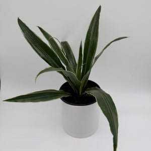 Dracaena 'Warneckii'