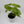 Philodendron Paraiso Verde