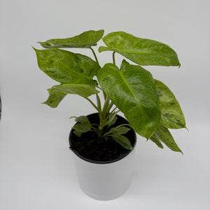 Philodendron Paraiso Verde
