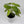 Philodendron Paraiso Verde