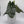 Alocasia Corazon