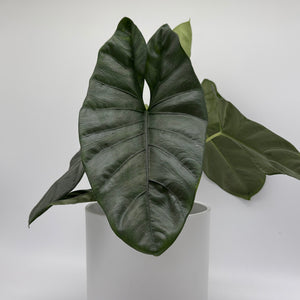 Alocasia Corazon