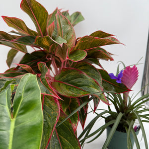 Secret Santa Mystery Box - 3 Holiday Plants