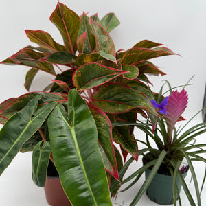 Secret Santa Mystery Box - 3 Holiday Plants