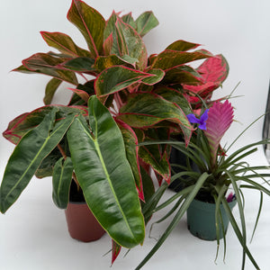 Secret Santa Mystery Box - 3 Holiday Plants